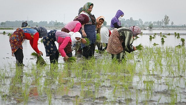 کشت برن...